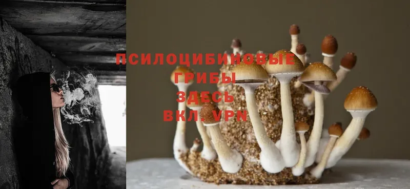 Галлюциногенные грибы Magic Shrooms  Ковылкино 